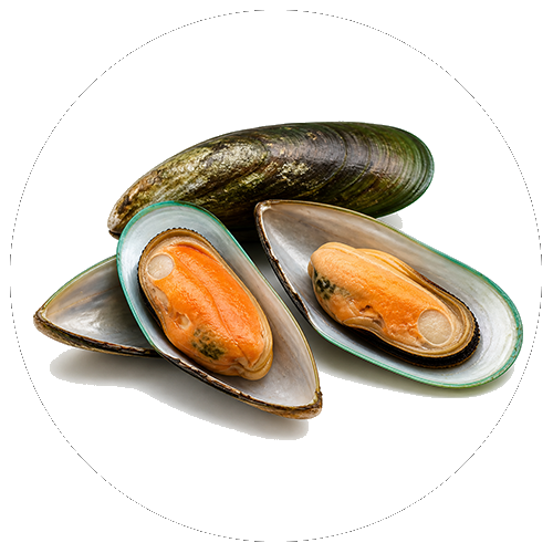 Green-lipped mussel
